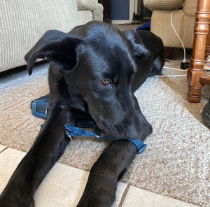 Meet your Posher, Wendy